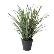 [James Lane] Dracaena Grass Plant Potted - 64cm x 60cm x 90cm