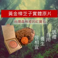 在飛比找蝦皮商城精選優惠-【黃金樟芝】牛樟芝子實體原片 禮盒單片裝 牛樟靈芝 泡酒 三