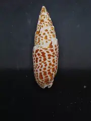Large mitra papalis Sea shell. 121mm Beach home coastal decor. #12493