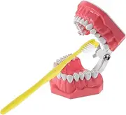 MOTHNUR Educational Mouth Model with Realistic Gum Texture Tooth Brushing Practice Aid Kit for Oral Teaching Tool for Preschool Hygiene Training