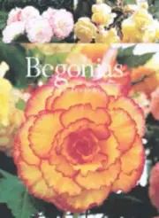 Begonias by Mike Stevens: New
