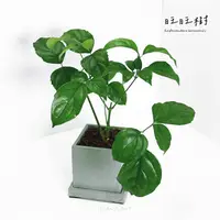 在飛比找蝦皮購物優惠-原植｜植物｜進財樹·旺旺樹·海南菜豆樹· 觀葉植物·室內植物