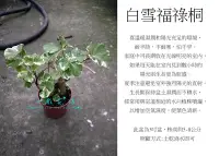 在飛比找Yahoo!奇摩拍賣優惠-心栽花坊-白雪福祿桐/圓葉福祿桐/銀邊福祿桐/3吋/小品幼苗