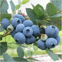 在飛比找蝦皮購物優惠-【藍莓種子】藍莓種子藍莓樹苗種子陽臺盆栽果園庭院藍梅樹果樹苗