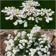 Candytuft - Iceberg seeds