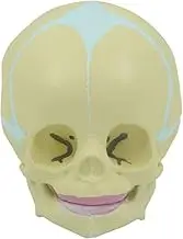 CHROX PVC Skull Model for Child, Mobile Anatomical Lower Jaw 14X10x11cm Human Baby Model for Hospital Study Bone