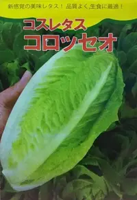 在飛比找Yahoo!奇摩拍賣優惠-日本甜萵苣種子一包50