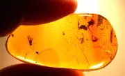 Beautiful Mycetophilid Fly with Nymph Fool's Gold in Dominican Amber Fossil