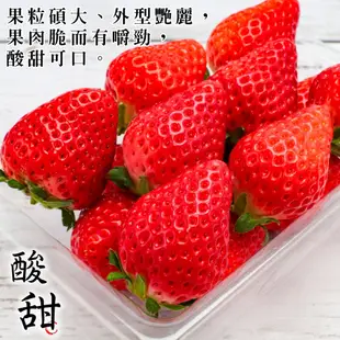 日本熊本/福岡/佐賀草莓(每P 300g±10%/約6~12顆)【果之蔬】全省免運