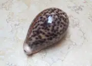 F cypraea pantherina F ++++ 91.9 mm GEM red sea shell super natural glossy color