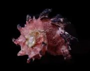 Sea shell- Angaria delphinus 52mm- BEAUTIFUL SPIRES!!!