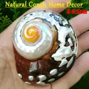 6-9.5cm Natural African Turban Sea Shell Coral Conch Snail Home Fish Tank Decor
