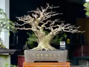 Real picture || White Crape Myrtle || Lagerstroemia indica || Medium size