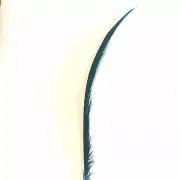 Golden Pheasant Centre Tail Feather 10 pcs - Turquoise ((BULK PACK))