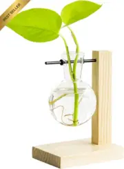 Plant Cutting Display Propagator Wooden Stand Spherical Glass Vase for Propagati