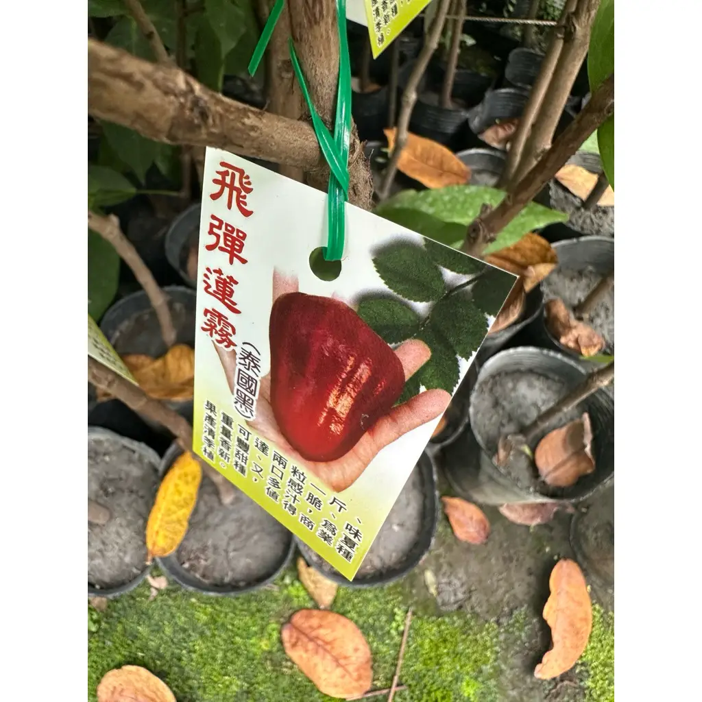 白玉蓮霧苗的價格推薦- 2026年05月|飛比價格
