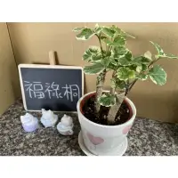 在飛比找蝦皮購物優惠-JW-3吋斑葉福祿桐/川七/觀葉植物/室內植物/小盆栽