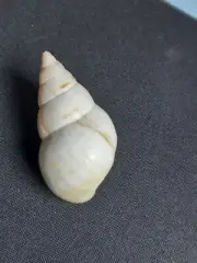#1963d Liguus Fasciatus Hybred Pinecrest 44.9mm land snail shell