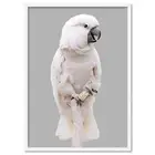 Salmon Crested Cockatoo Wall Art Print Bird. Blush. Poster or Canvas | ANA-32