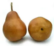 Artificial Bartlett Pear, Box of 12 Fake Pears 5 Color Choices Life-sized Pears
