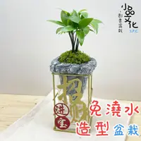 在飛比找蝦皮商城優惠-【小品文化】竹柏【現貨】仿真石景免澆水盆栽(喜氣版) 懶人盆