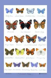SAMUEL LAMONT, GLENCOE BUTTERFLIES KITCHEN / TEA TOWEL, 100% COTTON, IMPORTED