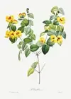 Handsome Flat-Pea - 1800's - Pierre-Joseph Redoute Botanical Illustration Poster