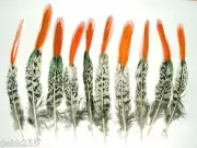 10 Pheasant Feathers Lady Amherst Red Top in 4-6" 6-8" 8-10" 10-12" lengths