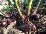 Buy Arrowroot Edible Plants (Canna edulis)