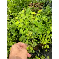 在飛比找蝦皮購物優惠-『525生態植物園』燈稱花（燈秤花，梅葉冬青）原生植物，盆景