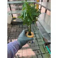 在飛比找蝦皮購物優惠-鍾美水耕辮子搖錢樹/馬拉巴栗一棵250商店20