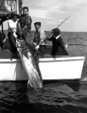 Helen Lerner With Marlin In South America 1940 Old Fishing Photo