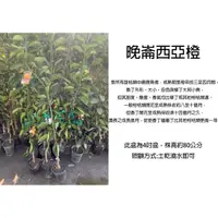 在飛比找蝦皮購物優惠-心栽花坊-晚崙西亞橙/4吋/柑橘類/嫁接苗/水果苗/售價18