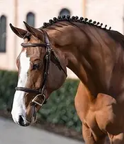 Bello-Equine Fancy Stitch Havana Brown Bridle with Removeable Flash