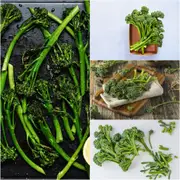 Baby Broccoli Brocky F1 seeds