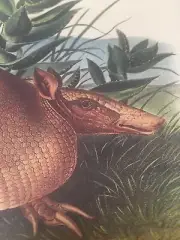 Nine Banded Armadillo Audubon Animal Print Poster