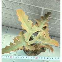 在飛比找蝦皮購物優惠-多肉 兔耳 仙女之舞 仙人扇 高約50cm 展葉約20cm以