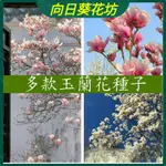 🔥向日葵花坊【玉蘭花種子】白玉蘭種子 金玉蘭花種子 觀賞花種子 藥用花種子 庭院花卉種子 四季開花 四季種植 陽台庭院