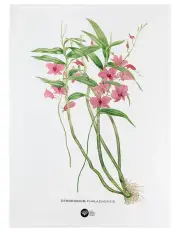 [Maxwell & Williams] Australian Orchids Tea Towel 50x70cm in Pink