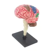 Human Brain Model Anatomical Model Toy Education Display Display Model 4D