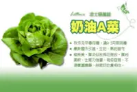 在飛比找Yahoo!奇摩拍賣優惠-波士頓奶油萵苣種子 Lettuce波士頓萵苣 奶油生菜 奶油