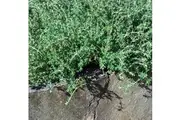 THYME seeds - Standard Packet (see description for seed quantity)