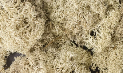Woodland Scenics Natural Color Lichen 1.5qts L166
