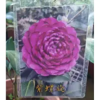 在飛比找蝦皮購物優惠-東大興農場 紫螺旋茶花 5 寸盆 （ 特殊品種）觀花植物