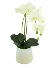 Creative Displays Orchid Arrangement in Glass Vase with Orchid Leaves & Moss