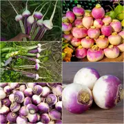 Turnip - Purple Top White Globe seeds