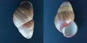 #C200 Helicostyla Satyrus Pfieffer, Philippines, 52.4mm land snail shell