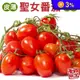 【果之蔬】台灣嚴選溫室聖女番茄600g