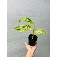 在飛比找蝦皮購物優惠-【高木の森】 🅑🅞🅣🅐🅝🅘🅒-斑葉月桃Alpinia zer