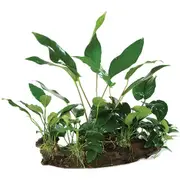 Anubia Mini Garden On Ex-Large Driftwood